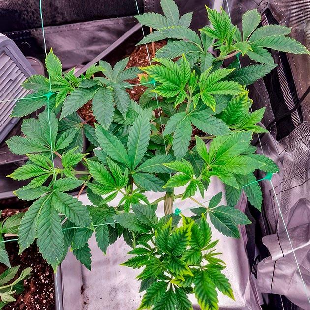 Начало формирования кроны через ScrOG Каннабис после корректировки освещения и восстановления