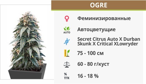 Ogre auto (Doctor’s Choise) Ogre auto (Doctor’s Choise)