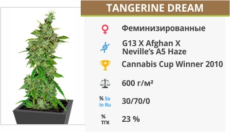 описание сорта Tangerine Dream описание сорта Tangerine Dream