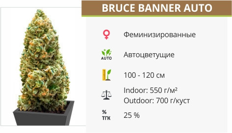 Сорт марихуаны Bruce Banner Auto Bruce Banner Auto от Monster Genetics