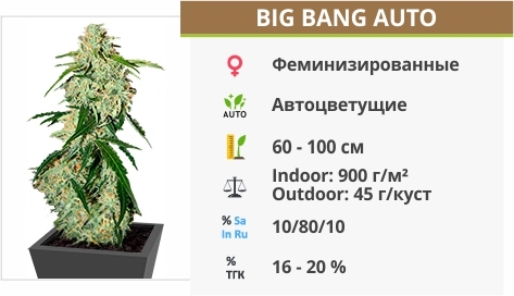 описание сорта Big Bang Auto описание сорта Big Bang Auto