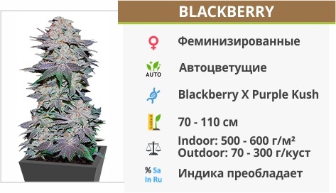описание сорта Blackberry описание сорта Blackberry
