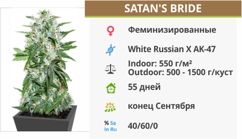 описание сорта Satans Bride описание сорта Satans Bride