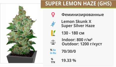 Super Lemon Haze Super Lemon Haze