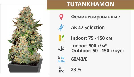 Tutankhamon Tutankhamon