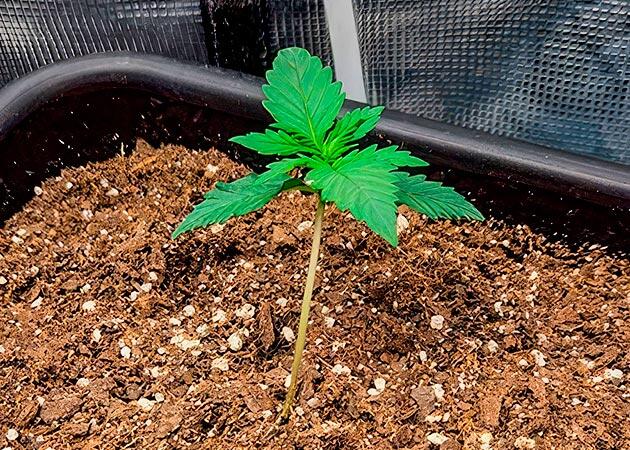 Пересадка конопли в горшок Росток сорта Gorilla Punch Auto