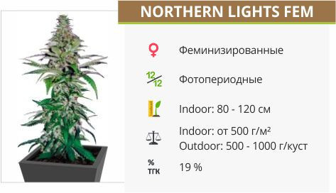 Сорт марихуаны Northern Lights Northern Lights fem от Pyramid Seeds