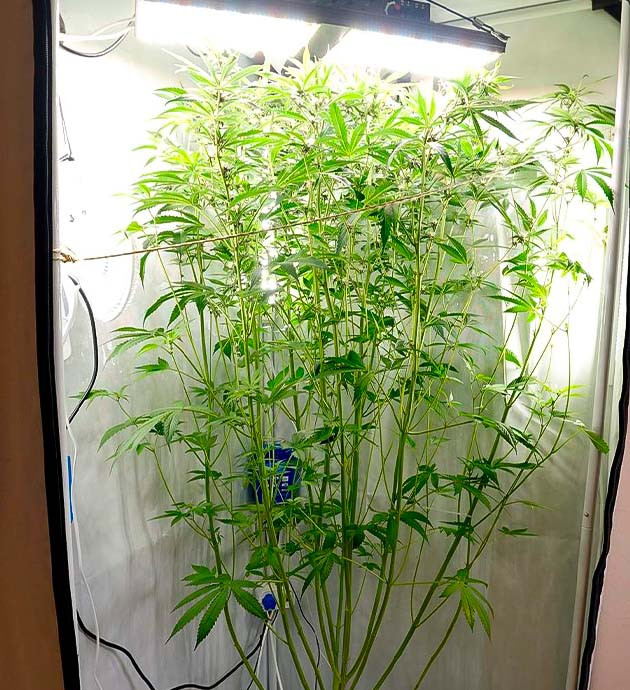 Фиолетовый оттенок соцветий Purple Juice Auto Сладковато-цветочный аромат автоцвета