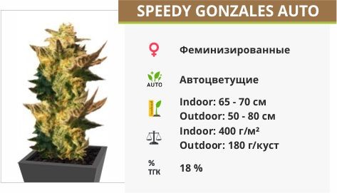 Сорт марихуаны Speedy Gonzales Auto Speedy Gonzales Auto (Speedy Boom Auto)