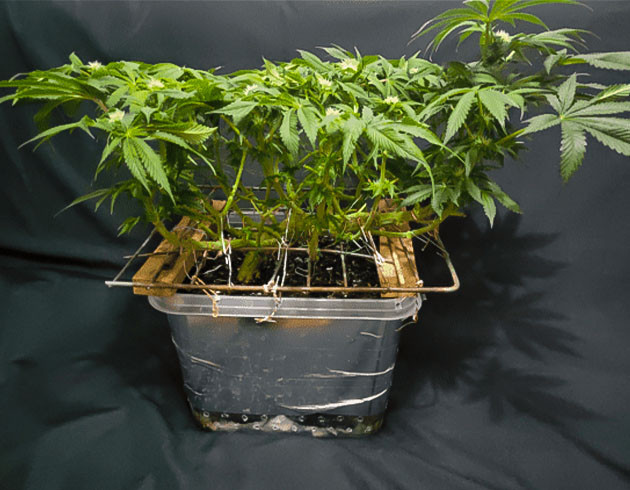 Сетка ScrOG