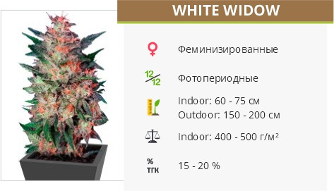 Сорт марихуаны White Widow White Widow fem от Dutch Passion