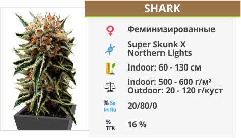 Shark Shark