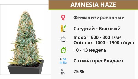 Amnesia Haze