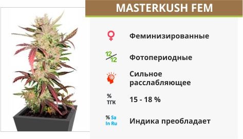 Сорт каннабиса Masterkush Masterkush fem (Dutch Passion)