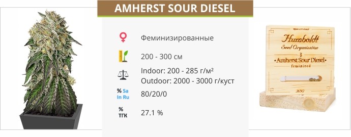 Amherst Sour Diesel Amherst Sour Diesel