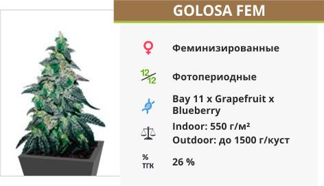 Сорт конопли Golosa Golosa fem от Delicious Seeds