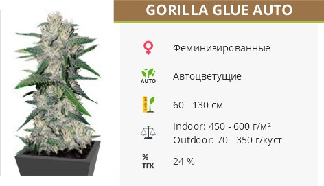 Сорт конопли Gorilla Glue Auto Gorilla Glue Auto от FastBuds
