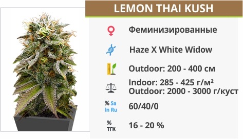 описание сорта Lemon Thai Kush описание сорта Lemon Thai Kush