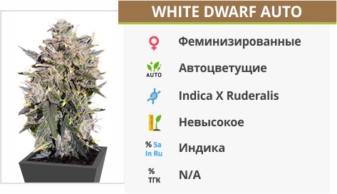 описание сорта White Dwarf Auto White Dwarf Auto
