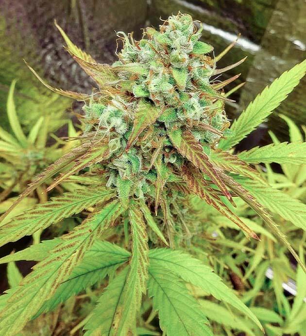 Позднее цветение Wedding Cake Auto Шишка сорта конопли Wedding Cake Auto