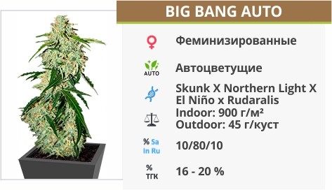 Big Bang Auto