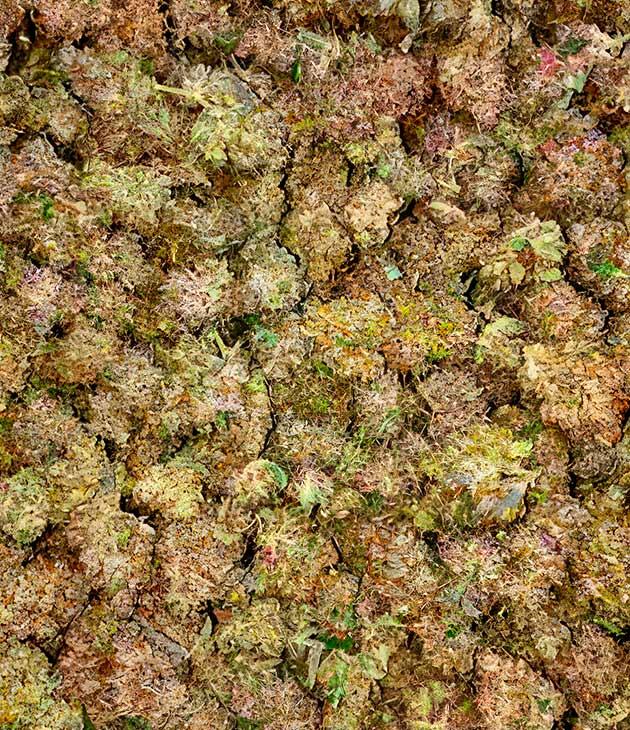 Общие впечатления о грове сорта конопли Gorilla Cookies Auto Собранные шишки конопли