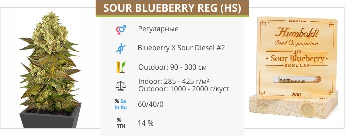 Sour Blueberry reg Sour Blueberry reg