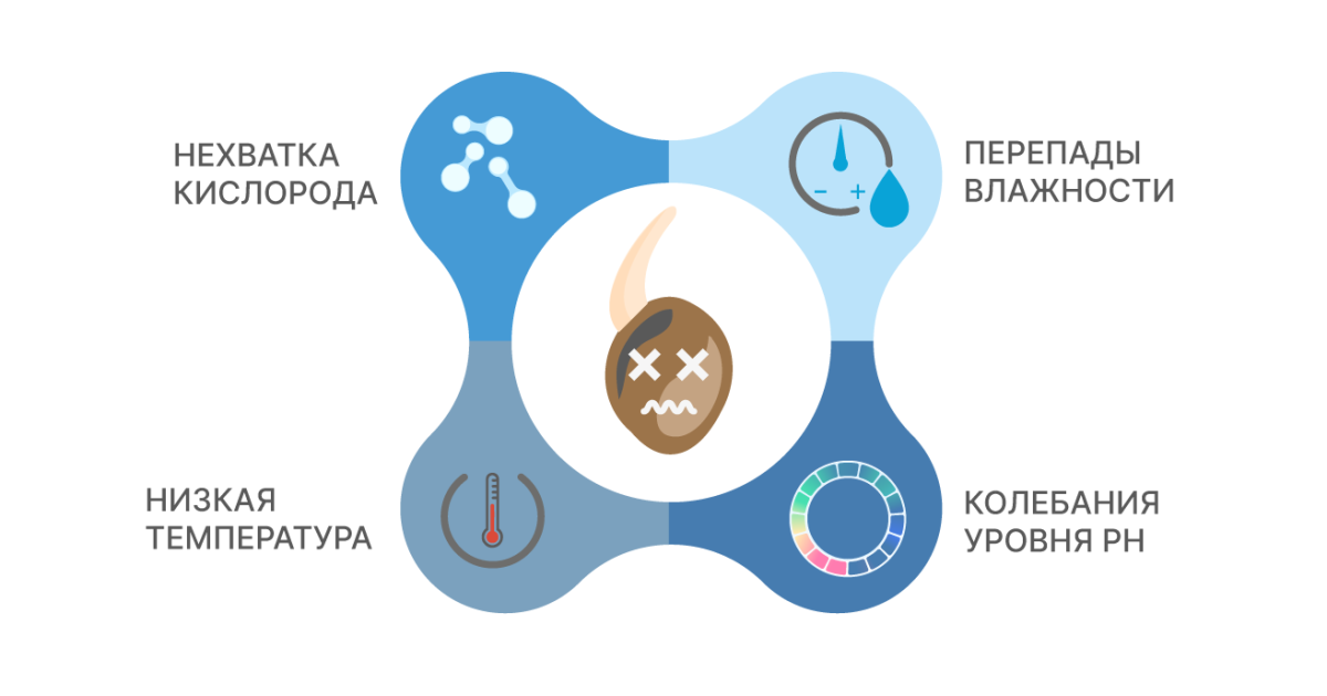 Причины гибели семени после прорастания Гибель корешка конопли
