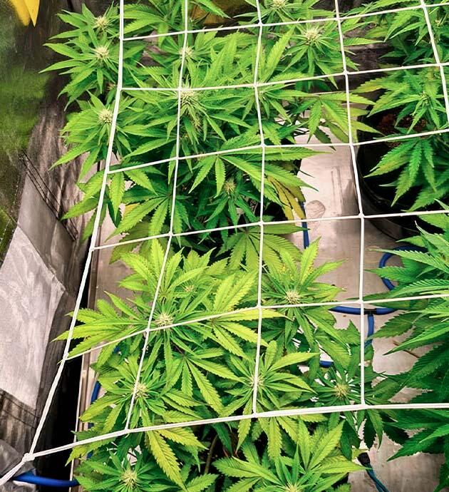 Контроль роста и распределение света Конопля под сеткой ScrOG