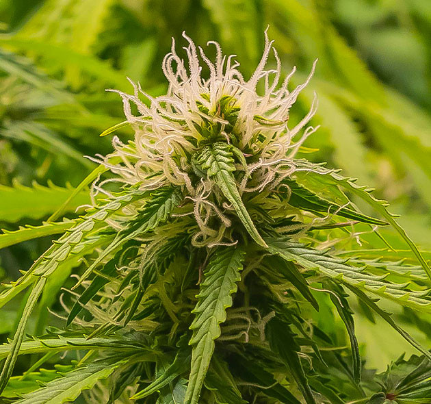 9 и 10 неделя выращивания Куст Gorilla Cookies Auto