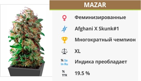 Mazar Mazar