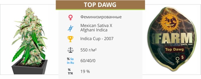 Top Dawg Top Dawg