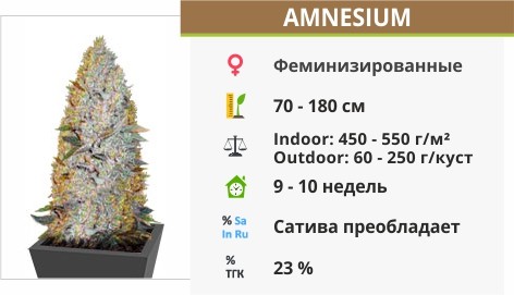Amnesium