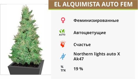 Сорт марихуаны El Alquimista Auto El Alquimista Auto fem (Samsara Seeds)
