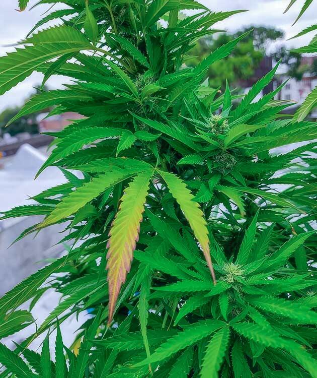 Финальная стадия цветения конопли Марихуана ростом 170 см