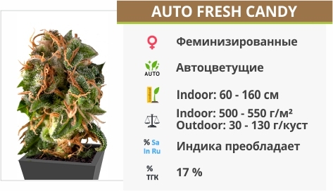 описание сорта Auto Fresh Candy описание сорта Auto Fresh Candy