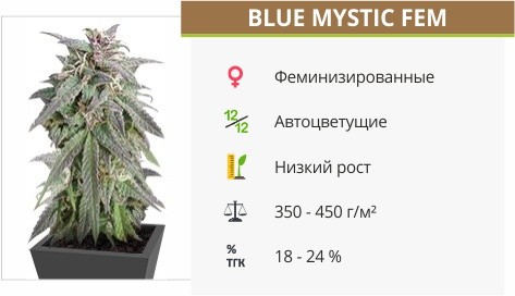 Сорт конопли Blue Mystic Blue Mystic fem от Royal Queen Seeds