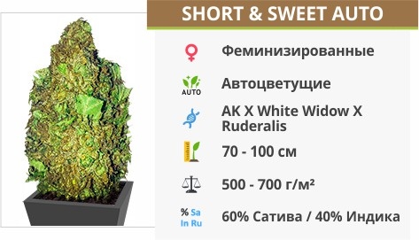 описание сорта Short Sweet Auto описание сорта Short Sweet Auto