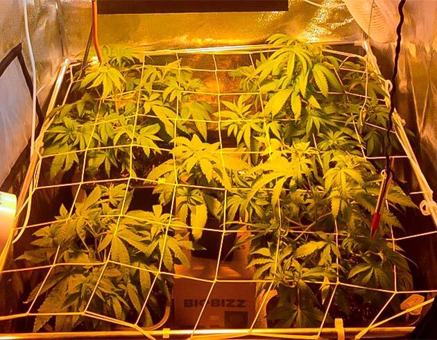 Метод ScrOG для выращивания конопли Каннабис под сеткой ScrOG