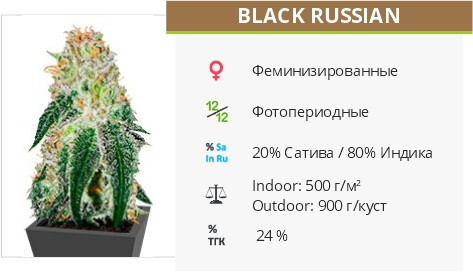 Сорт марихуаны Black Russian Black Russian fem от Delicious Seeds