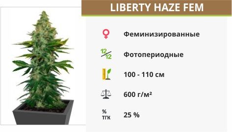 Сорт марихуаны Liberty Haze Liberty Haze fem от Barney’s Farm