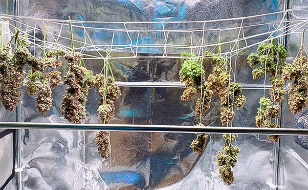 Общие впечатления о выращивании сорта Wedding Cake Auto Сушка конопли