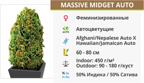 описание сорта Massive Midget Auto описание сорта Massive Midget Auto