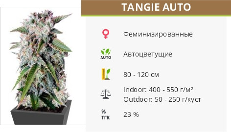 Сорт конопли Tangie'matic auto Tangie Auto от FastBuds