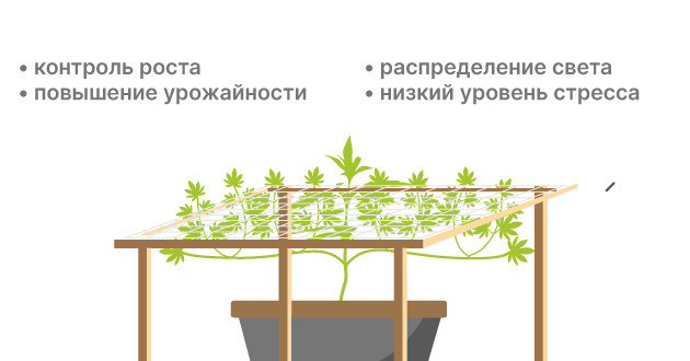 Использование техники ScrOG для обучения автоцветению