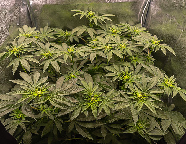 Начало цветения на 6 неделе