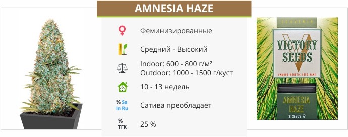 Amnesia Haze