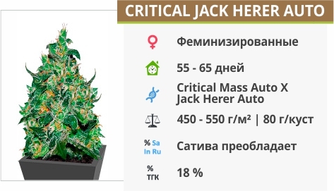описание сорта Critical Jack Herer Auto описание сорта Critical Jack Herer Auto