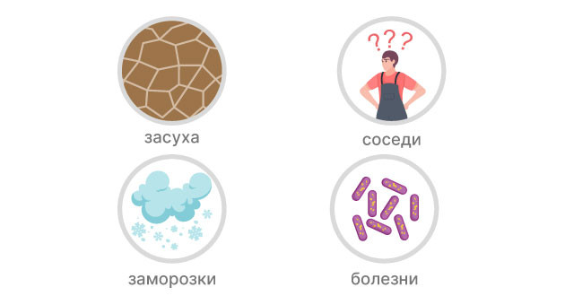 Минусы выращивания конопли в открытом грунте Минусы аутдора