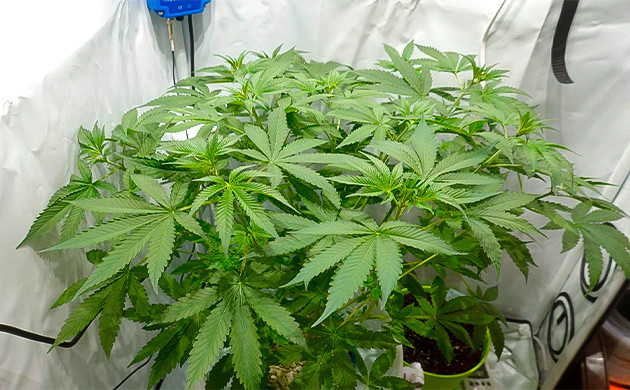 Рост и развитие Purple Juice Auto Уход и обрезка верхушки куста